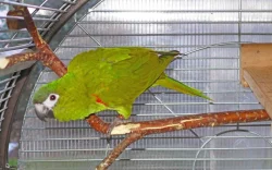 Ara červenoramenný