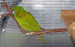 Ara červenoramenný