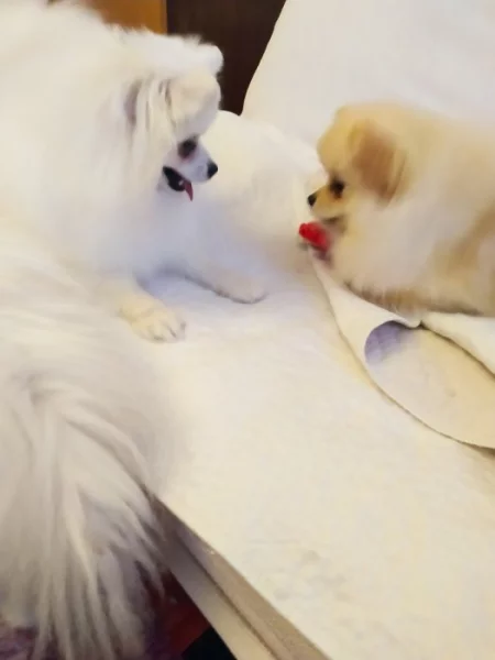 Fenečky s PP FCI pomeranian