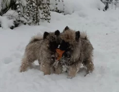 Německý špic vlčí / keeshond prodám štěňata s PP