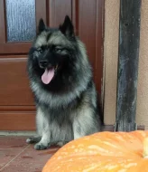 Německý špic vlčí / keeshond prodám štěňata s PP