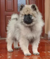 Německý špic vlčí / keeshond prodám štěňata s PP