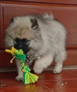 Německý špic vlčí / keeshond prodám štěňata s PP