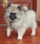 Německý špic vlčí / keeshond prodám štěňata s PP