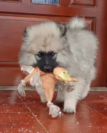 Německý špic vlčí / keeshond prodám štěňata s PP
