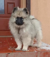 Německý špic vlčí / keeshond prodám štěňata s PP