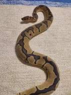 0.1 Clown Enchi