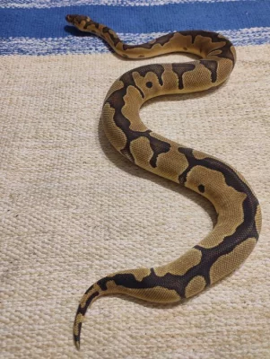 0.1 Clown Enchi