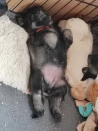 Knírač střední pepř a sůl