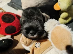 Knírač střední pepř a sůl