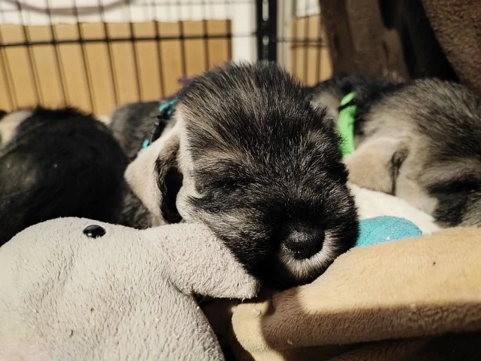 Knírač střední pepř a sůl