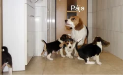Bígl tricolor
