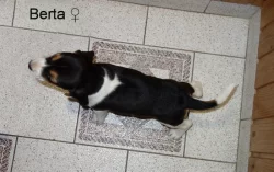 Bígl tricolor