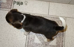 Bígl tricolor