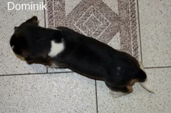 Bígl tricolor