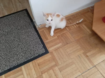 Daruji  8 měs. kocourka