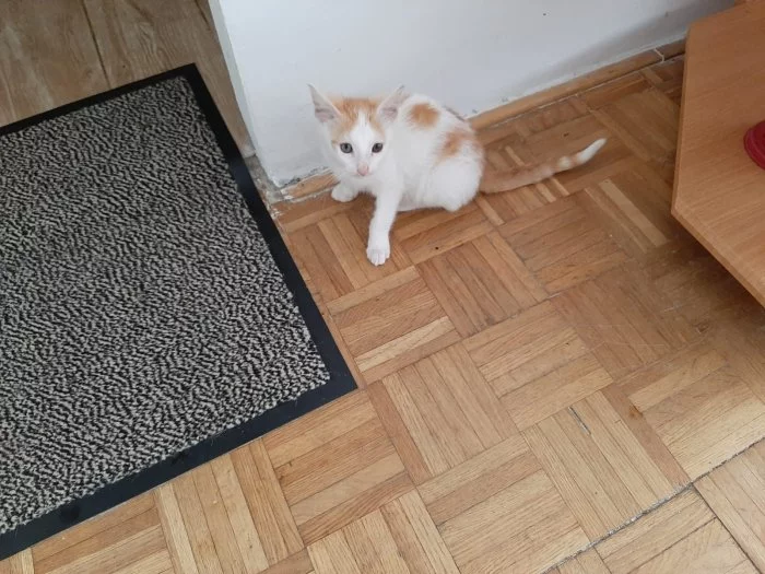 Daruji 8 měs. kocourka