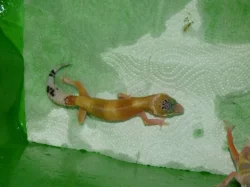 Gekončík noční (Eublepharis macularius)