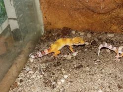 Gekončík noční (Eublepharis macularius)
