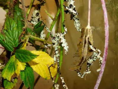Strašilka australská (Extatosoma tiaratum) lichen