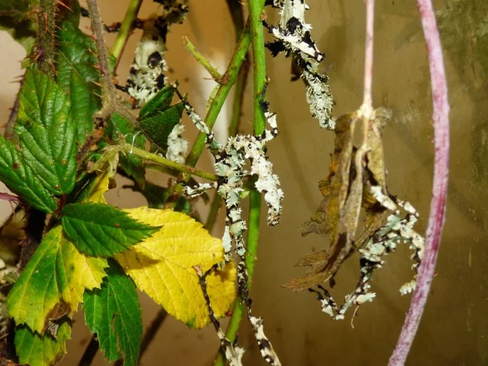Strašilka australská (Extatosoma tiaratum) lichen