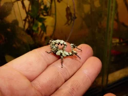 Strašilka australská (Extatosoma tiaratum) lichen