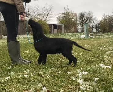 Flat coated retriever