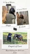 Flat coated retriever