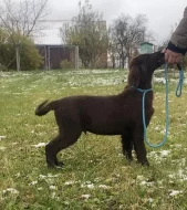 Flat coated retriever
