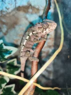 Chameleon pardálí