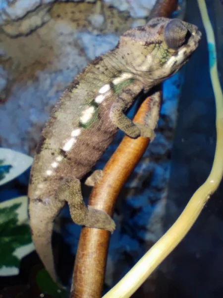 Chameleon pardálí