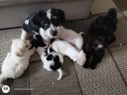 Štěně