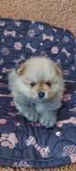 Štěňátko pomeranian čistokrené bez PP