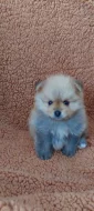 Štěňátko pomeranian čistokrené bez PP