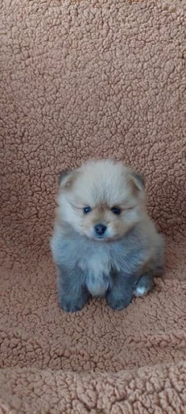 Štěňátko pomeranian čistokrené bez PP