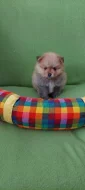 Štěňátko pomeranian čistokrené bez PP