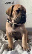 Boerboel