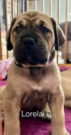 Boerboel