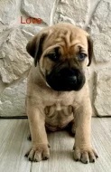 Boerboel