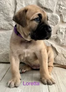Boerboel