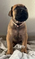Boerboel