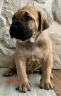 Boerboel