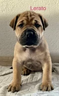 Boerboel