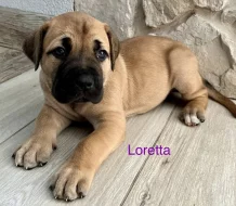 Boerboel