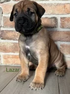 Boerboel