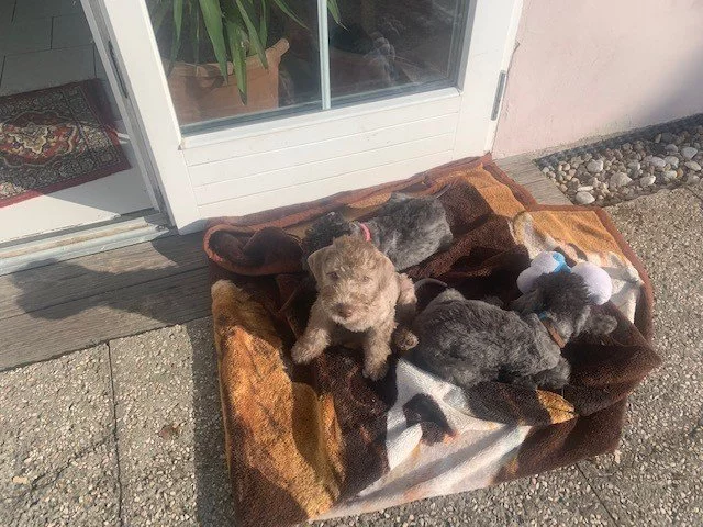 Prodám štěňátka Bedlington teriér -