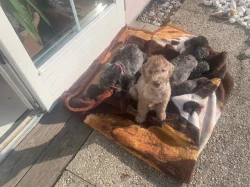 Prodám štěňátka Bedlington teriér -
