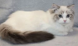 RAGDOLL koťátka