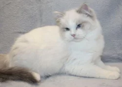 RAGDOLL koťátka