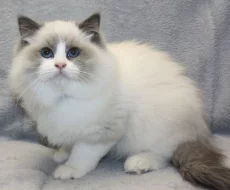 RAGDOLL koťátka